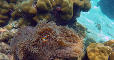 Simba’s Coral Delight