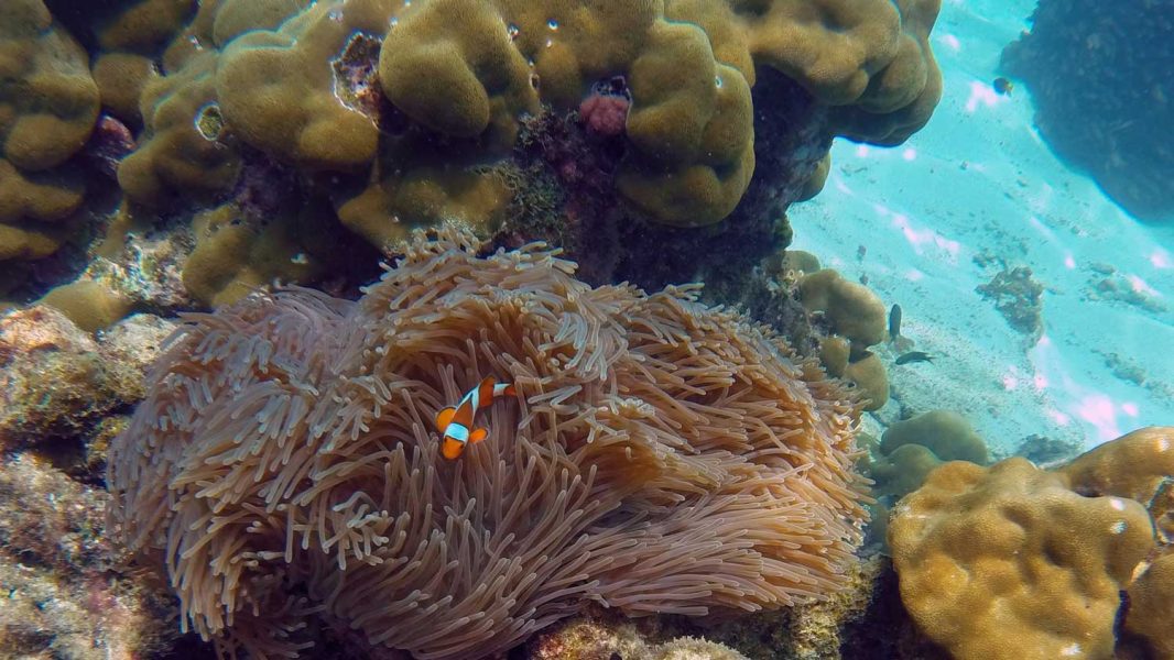 Simba’s Coral Delight