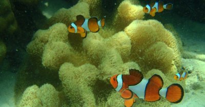 Phi Phi Sunrise Tour