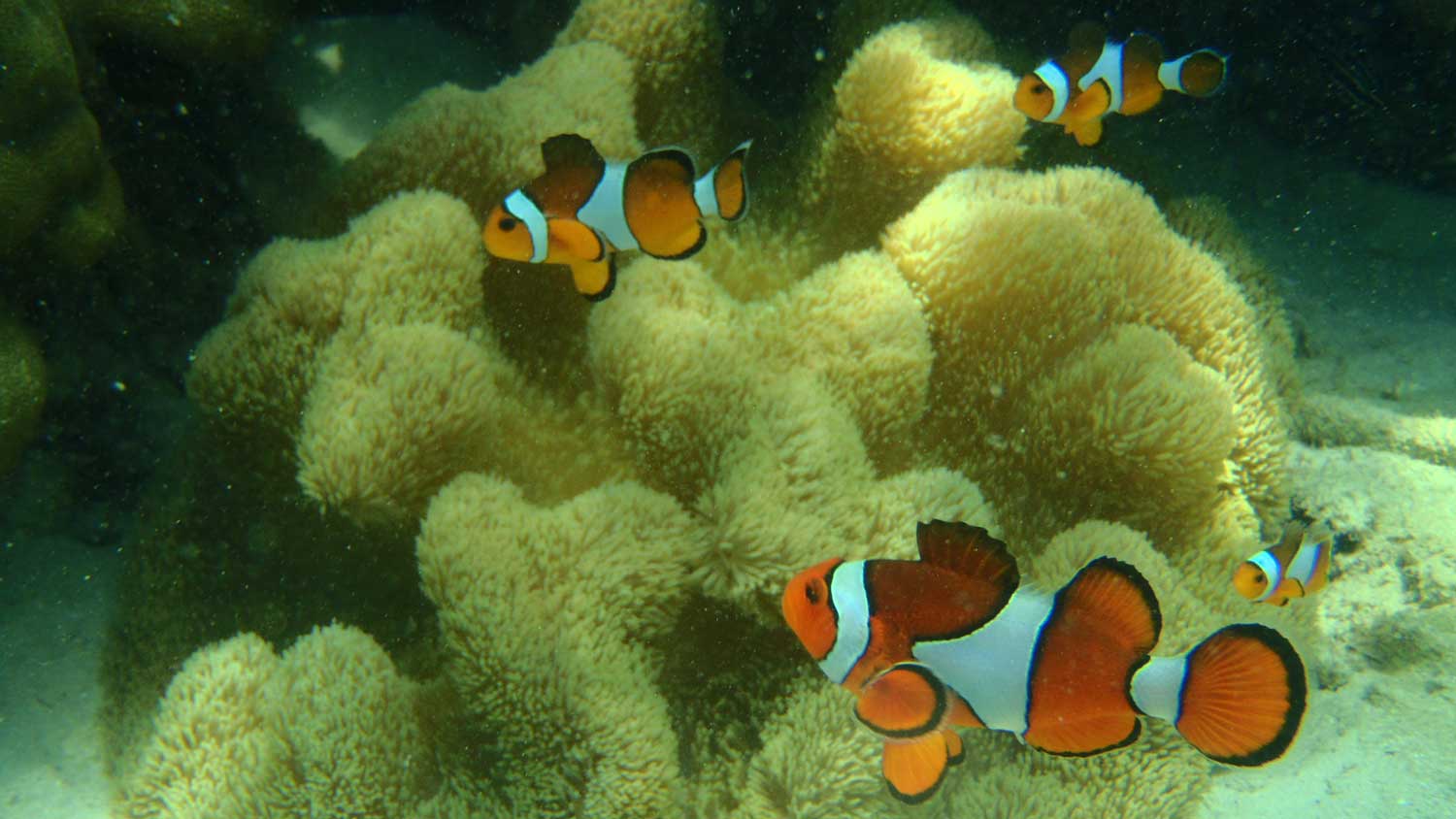 Phi Phi Sunrise Tour