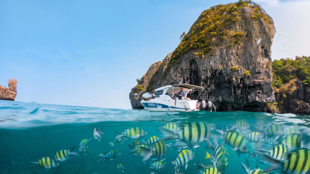 Simba’s Coral Delight