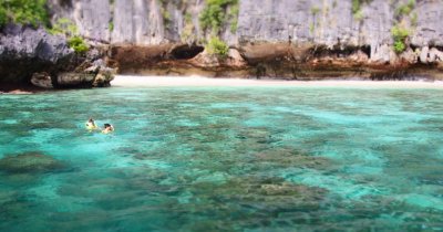 Simba’s Coral Delight