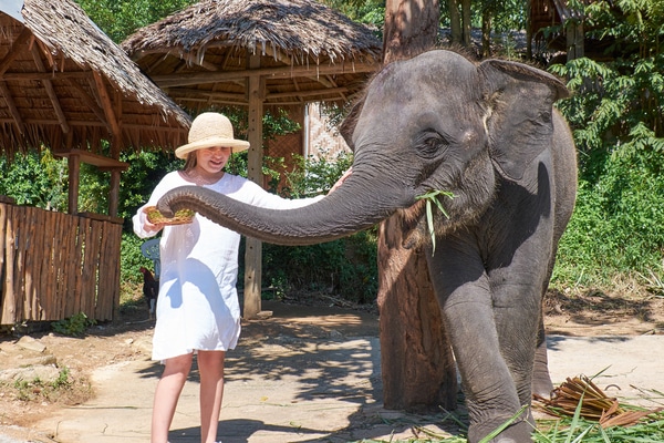 An elephant getting groomed by a young female in a Phuket sanctuary