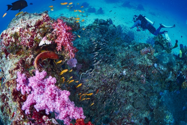 A diver observing beautiful underwater sea life at the Similan Islands