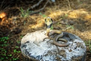 Dangerous animals in Thailand
