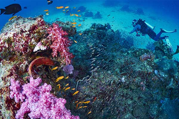 coral reef similan islands