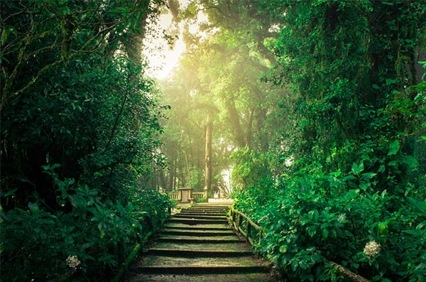 Doi Inthanon National Park Trail