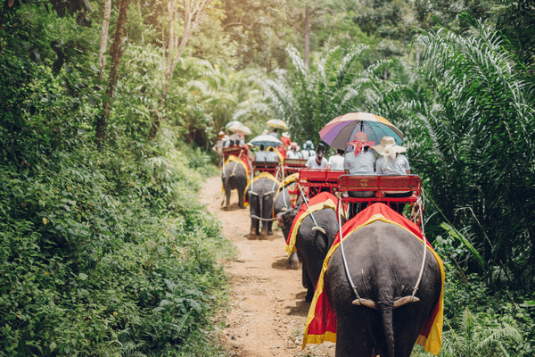 elephants trekking down a narrow path in Krabi