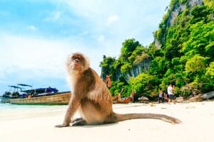 The famous Monkey Beach, Thailand | Thailand Must Visit