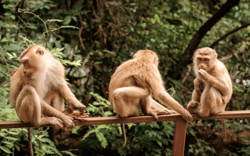 Monkey Hill Phuket-1