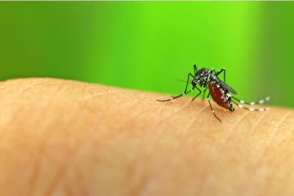 a male mosquito biting into a male finger