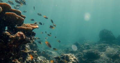 Phi Phi Sunrise Tour