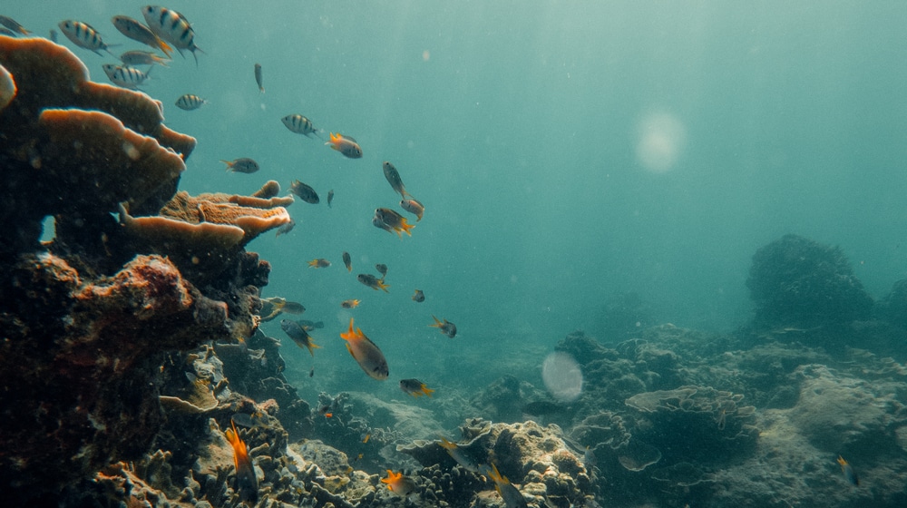 Phi Phi Sunrise Tour